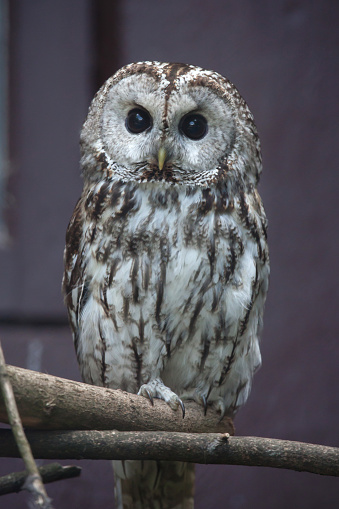 Tawny owl (Strix aluco), also known as the brown owl.