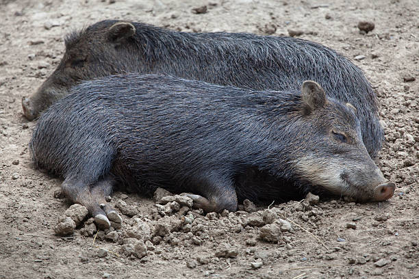 istock Southern white-lipped peccary (Tayassu pecari albirostris) 626912650