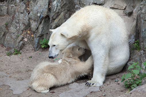 Six-month-old polar bear (Ursus maritimus) sucking its mother.