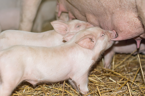Piglets feeding from mother pig. Piglets suck the breasts of his mother