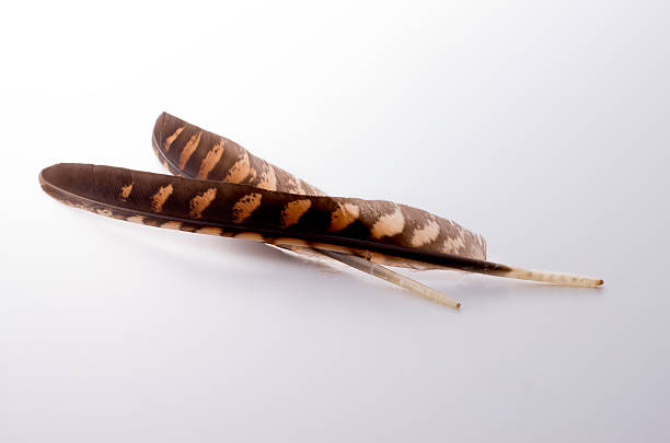 istock Close-up of feather over white background 626913810