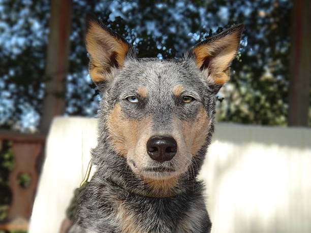 istock Australian Cattle Dog Mix Headshot with natural background 626914070