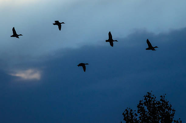 istock Silhouetted Ducks Flying in the Sunset Sky 626914990