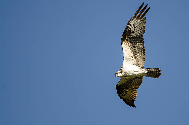 istock Lone Osprey Flying in Blue Sky 626915312
