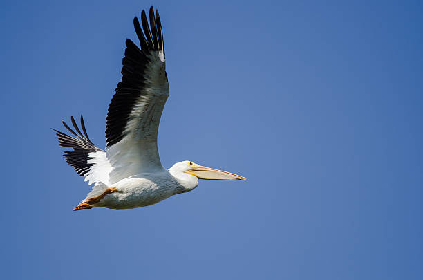 istock American White Pelican Flying in a Blue Sky 626915340