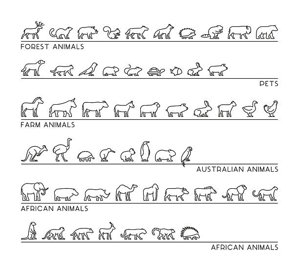 Vector line set of silhouettes animals. Vector line set of silhouettes pets, forest and farm animals. Linear icon african and australian animals. Open path. porcupine hedgehog rodent animal stock illustrations