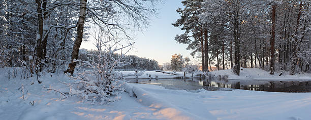 istock On a sunny winter day in the pine forest. 626916818