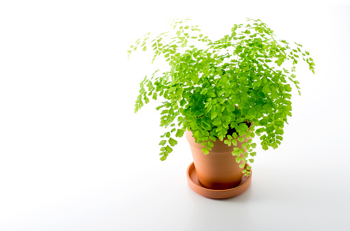 Potted houseplants, Asian tam