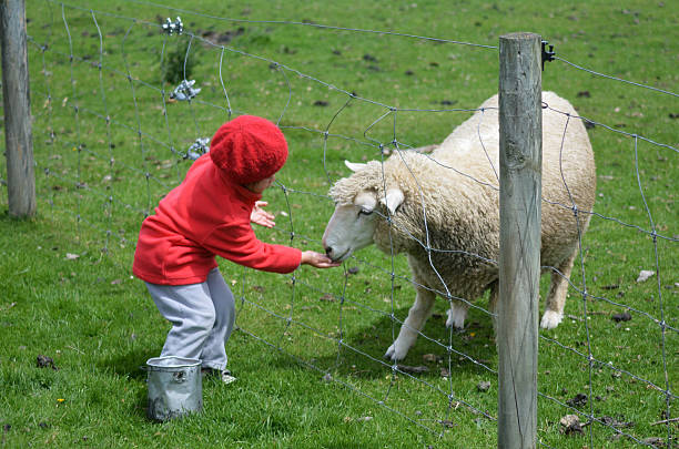 istock Little girl feed animal 626917636