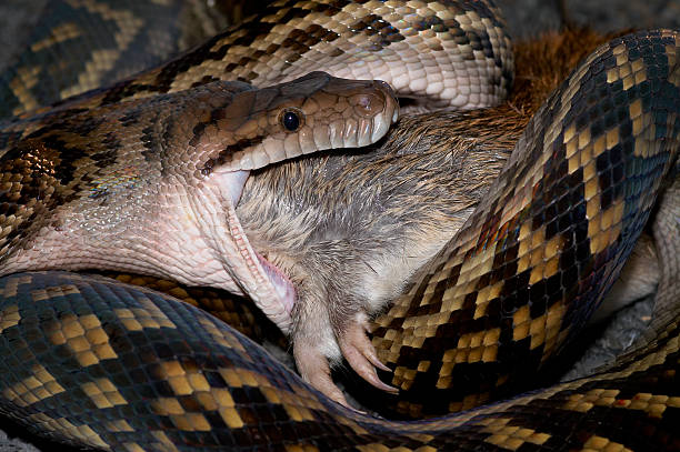 Python swallowing bandicoot stock photo