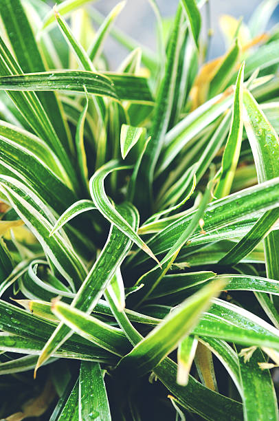 Spider Plant Spider plant up close spider plant photos stock pictures, royalty-free photos & images