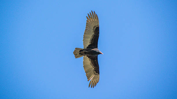 istock Hawk in Napa, Northern Califonria 626930182