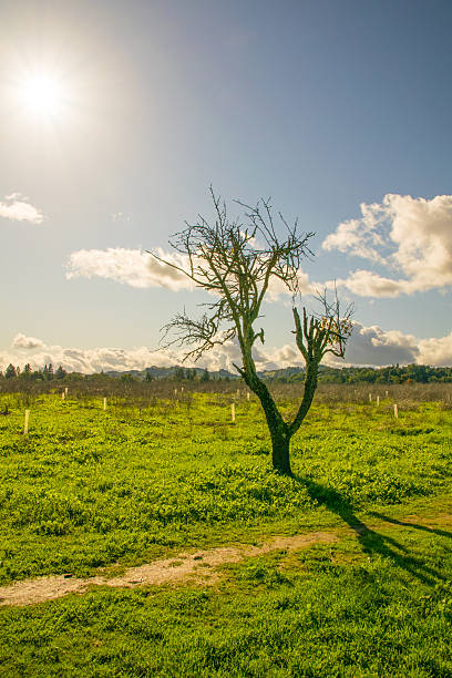 istock Beautiful Park in Napa 626930342