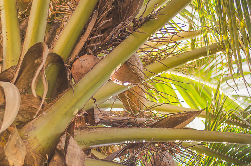 Sweet Coconut tree close-up