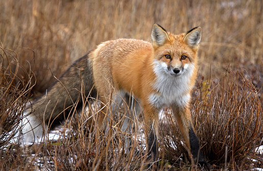 Red fox stops to look at the camera.  Autumn in Churchill, Manitoba, Canada.