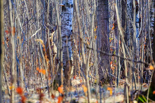 Photo of Camouflage Deer