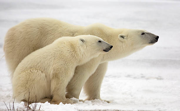 Polar bear sow and cub Profile image of a polar bear sow and cub on the frozen tundra.  Late autumn in Churchill, Manitoba, Canada. churchill manitoba stock pictures, royalty-free photos & images