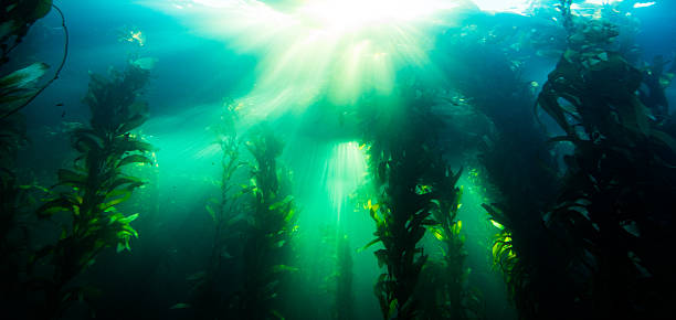 istock Underwater Light Rays in California's Giant Kelp 626944990