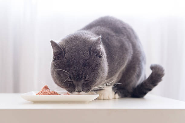 istock The grey shorthair is eating 626945292
