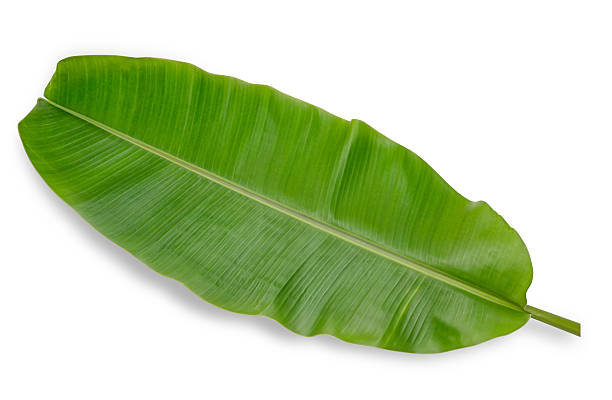 istock Banana leaf isolated on white background 626945550