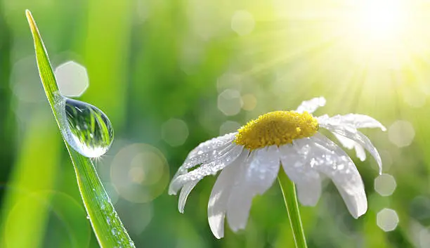 Photo of Dew drops on fresh green grass and daisy closeup.