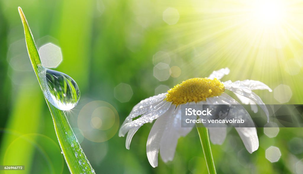 Gotas devassão em grama verde fresca e close-up margarida. - Foto de stock de Flor royalty-free