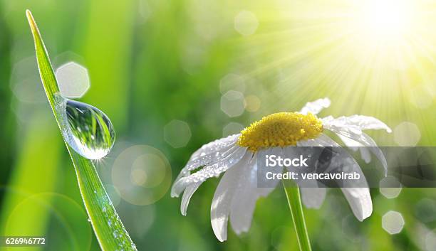 Foto de Gotas Devassão Em Grama Verde Fresca E Closeup Margarida e mais fotos de stock de Flor