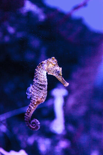 istock Longsnout seahorse known as Hippocampus reidi 626951876