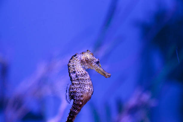 istock Longsnout seahorse known as Hippocampus reidi 626952166