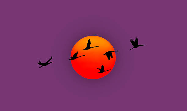 istock Sunset or sunrise with flying birds natural background 626952562