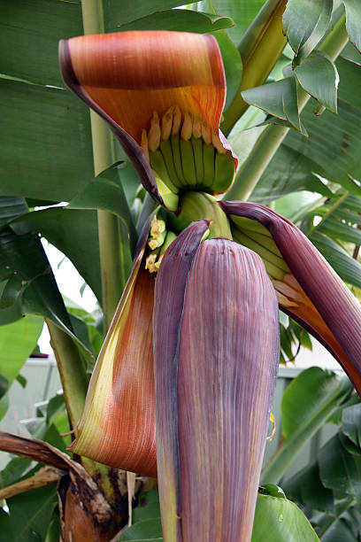 istock banana flower with fruits 626952622