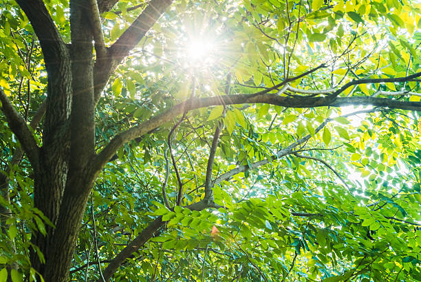 istock city park,spring/summer natural scenery 626952722