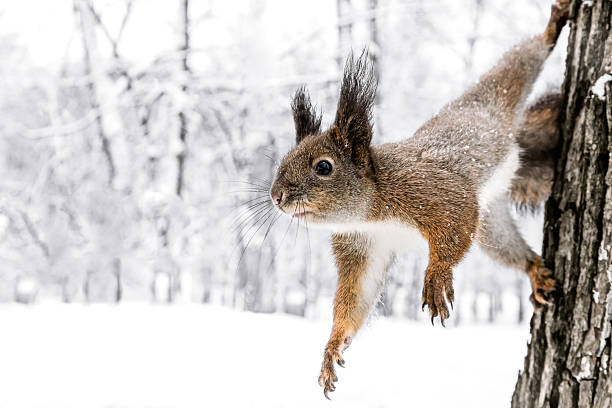 istock little squirrel sitting on snowy tree trunk in winter park 626953274