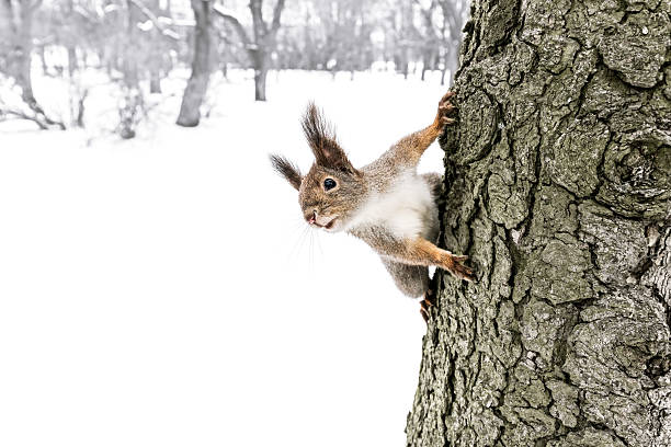 istock cute red squirrel sitting on tree trunk in winter forest 626953586