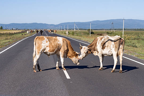 istock Two cows on the road in a mountainous area. 626954376