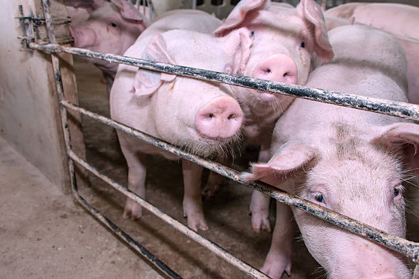 istock young pink pigs at farm 626954436