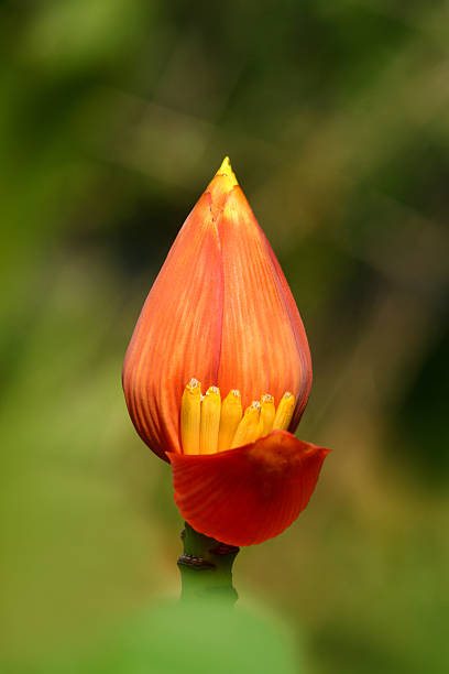 istock Banana flowers 626956992