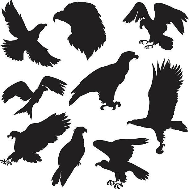 ilustraciones, imágenes clip art, dibujos animados e iconos de stock de eagles de  - eagles