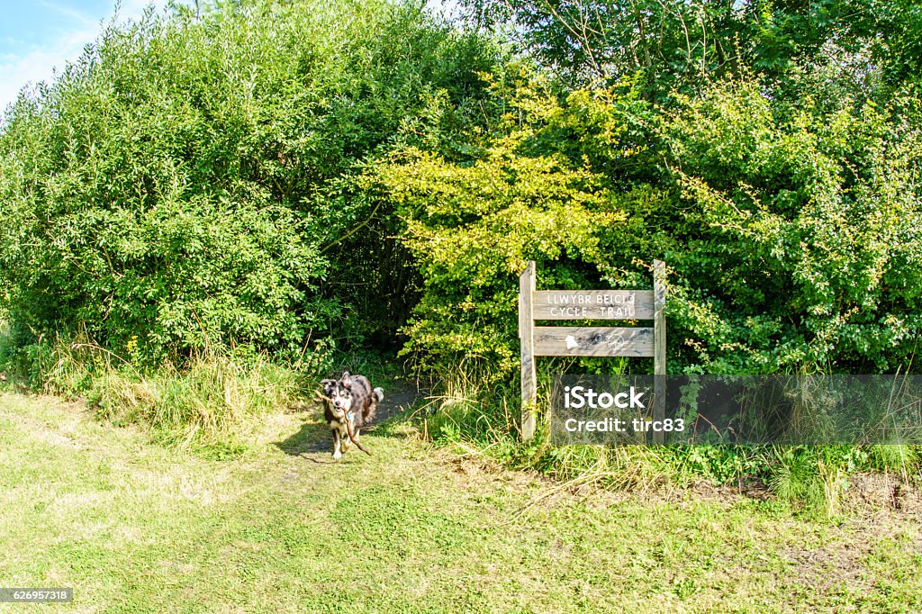 Border collie running on grassy headland Alertness Stock Photo
