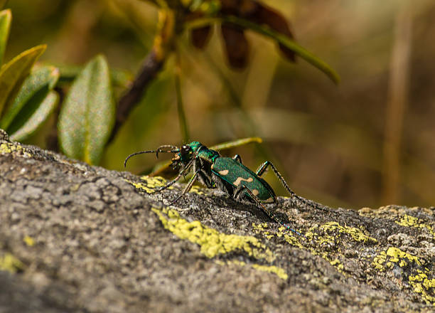 tiger beetle - swiss alps - 班蝥 個照片及圖片檔