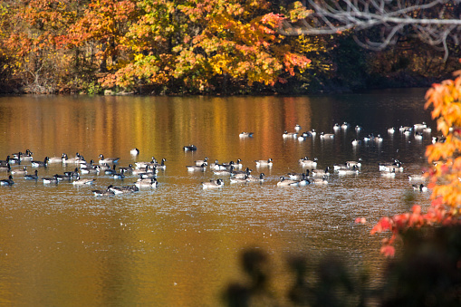 Flock of Canada geese float on waters of West Hartford Reservoir in Connecticut, which is reflecting bright autumn foliage.