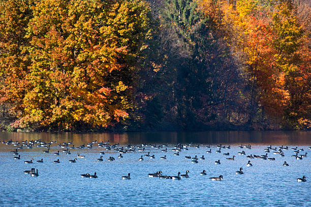 istock Canada geese rest on reservoir with fall foliage in Connecticut. 626957776