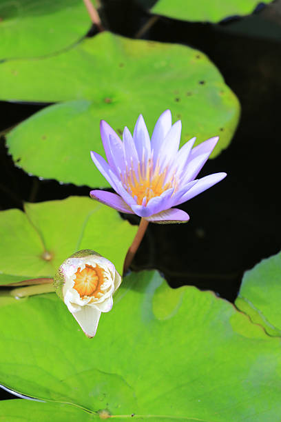 istock Lotus flower in pond background 626958078