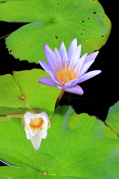 istock Lotus flower in pond background 626958258