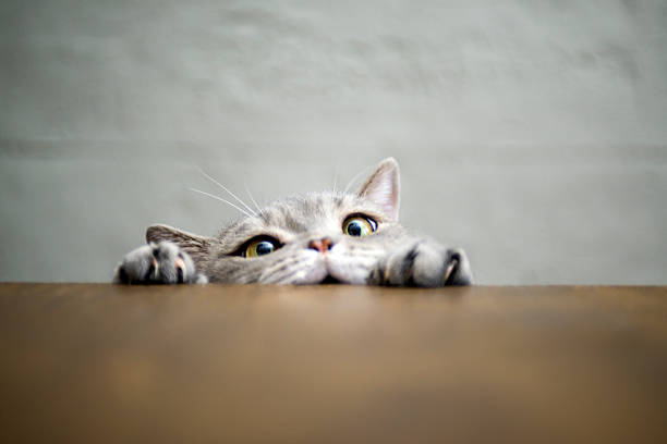 + Fotos y Imágenes de Fondo de pantalla del gato Gratis · Banco de  Fotos Gratis