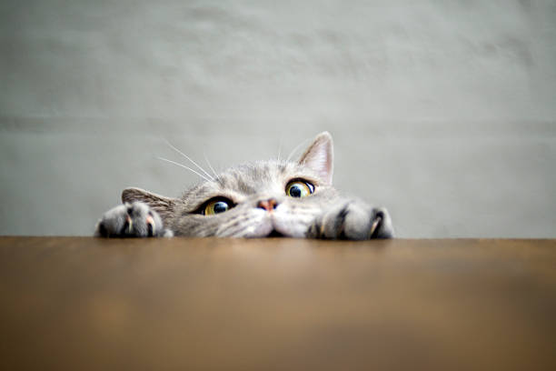 + Fotos y Imágenes de Fondo de pantalla del gato Gratis · Banco de Fotos Gratis + Fotos y Imágenes de Fondo de pantalla del gato Gratis · Banco de Fotos Gratis