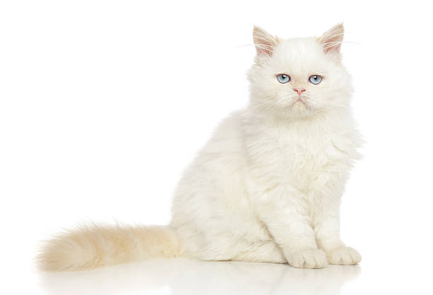 Persian cat on white Persian cat. Portrait on white background white persian cat stock pictures, royalty-free photos & images