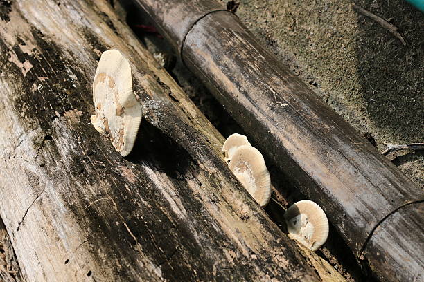 istock Fungus mushroom brown and white piece on a decay timber 626959922