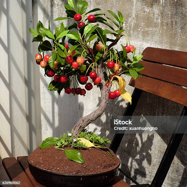 Cherry Tree From Clay Handmade Bonsai Stock Photo - Download Image Now - Art, Art And Craft, Art Product
