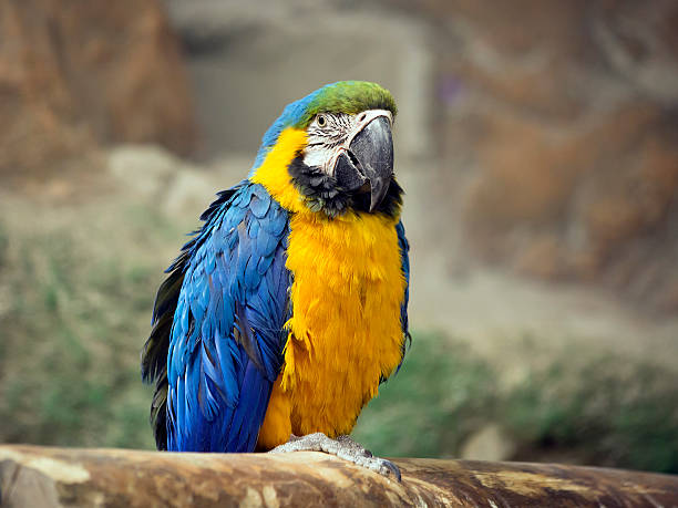 istock Parrot blue and yellow macaw 626960550